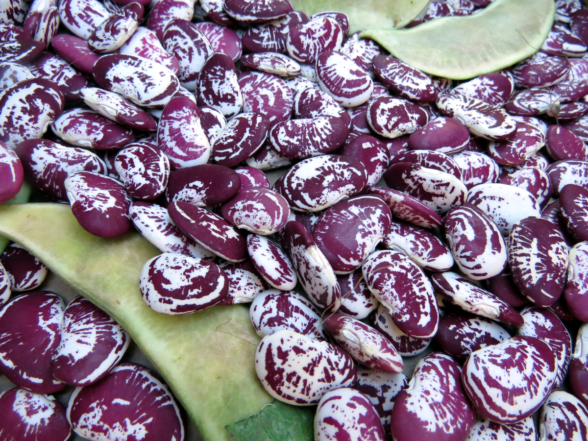 Christmas Lima Bean